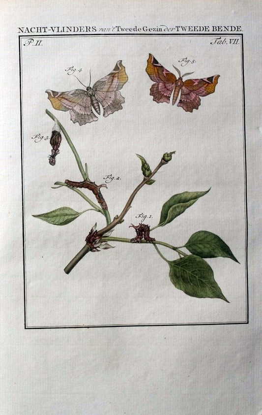 Beschouwing der wonderen Gods :.Amsterdam :J.C. Sepp,[1762-1860]. | Entomology Netherlands "University of Illinois Urbana Champaign" | Vintage Print Reproduction 460584