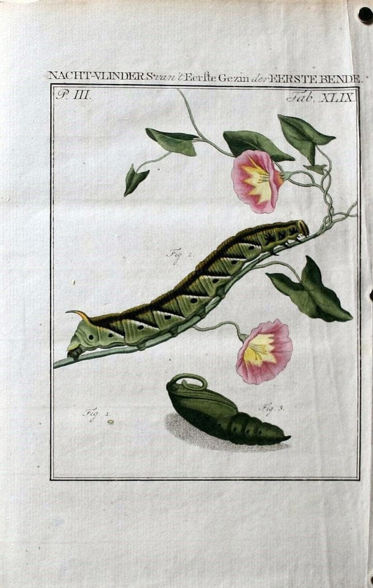 Beschouwing der wonderen Gods :.Amsterdam :J.C. Sepp,[1762-1860]. | Entomology Netherlands "University of Illinois Urbana Champaign" | Vintage Print Reproduction 460585