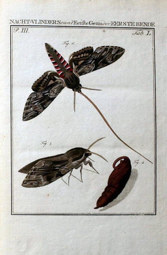 Beschouwing der wonderen Gods :.Amsterdam :J.C. Sepp,[1762-1860]. | Entomology Netherlands "University of Illinois Urbana Champaign" | Vintage Print Reproduction 460586