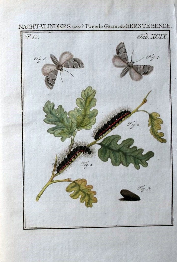 Beschouwing der wonderen Gods :.Amsterdam :J.C. Sepp,[1762-1860]. | Entomology Netherlands "University of Illinois Urbana Champaign" | Vintage Print Reproduction 460587