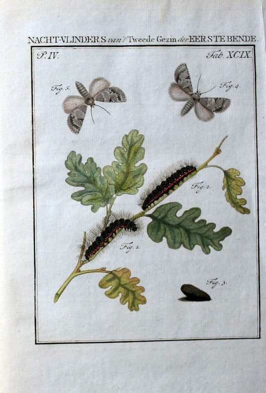 Beschouwing der wonderen Gods :.Amsterdam :J.C. Sepp,[1762-1860]. | Entomology Netherlands "University of Illinois Urbana Champaign" | Vintage Print Reproduction 460587