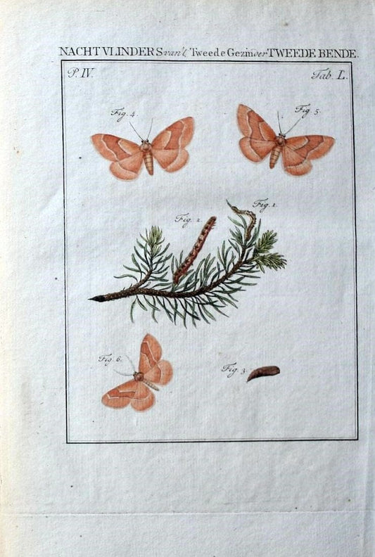 Beschouwing der wonderen Gods :.Amsterdam :J.C. Sepp,[1762-1860]. | Entomology Netherlands "University of Illinois Urbana Champaign" | Vintage Print Reproduction 460588