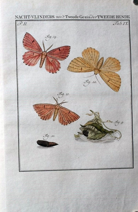 Beschouwing der wonderen Gods :.Amsterdam :J.C. Sepp,[1762-1860]. | Entomology Netherlands "University of Illinois Urbana Champaign" | Vintage Print Reproduction 460590