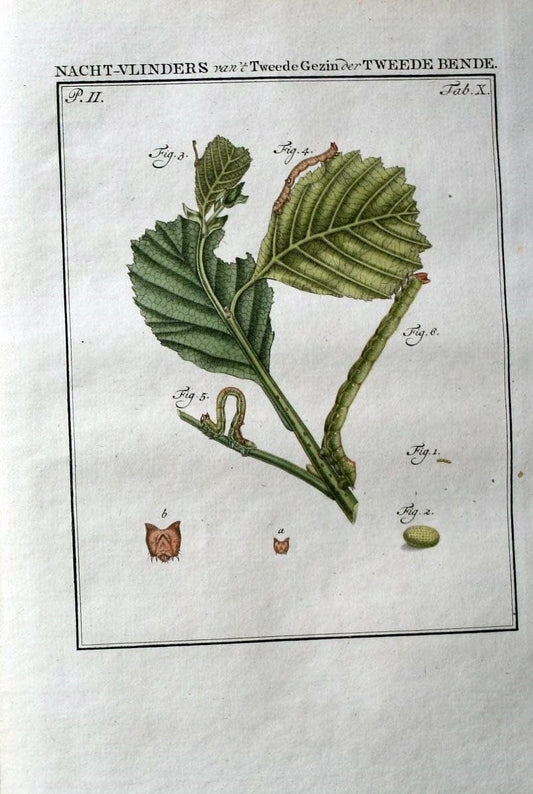 Beschouwing der wonderen Gods :.Amsterdam :J.C. Sepp,[1762-1860]. | Entomology Netherlands "University of Illinois Urbana Champaign" | Vintage Print Reproduction 460591