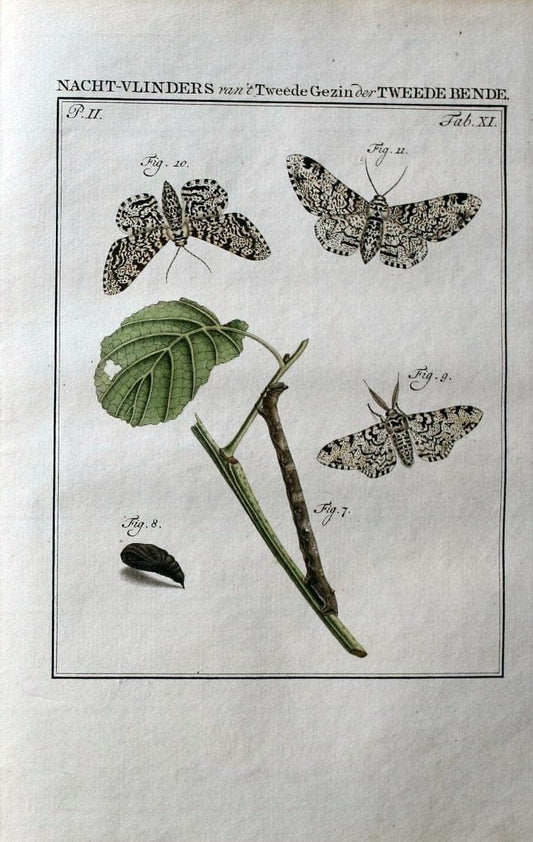 Beschouwing der wonderen Gods :.Amsterdam :J.C. Sepp,[1762-1860]. | Entomology Netherlands "University of Illinois Urbana Champaign" | Vintage Print Reproduction 460592