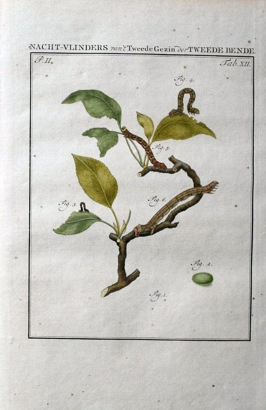 Beschouwing der wonderen Gods :.Amsterdam :J.C. Sepp,[1762-1860]. | Entomology Netherlands "University of Illinois Urbana Champaign" | Vintage Print Reproduction 460593
