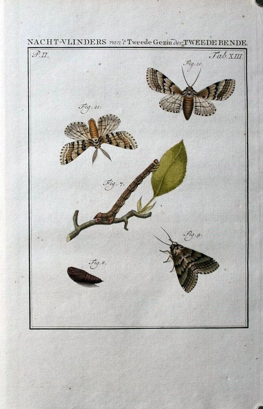 Beschouwing der wonderen Gods :.Amsterdam :J.C. Sepp,[1762-1860]. | Entomology Netherlands "University of Illinois Urbana Champaign" | Vintage Print Reproduction 460594