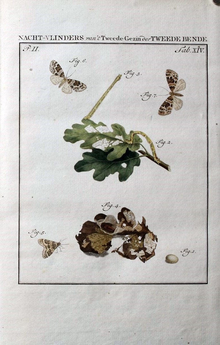 Beschouwing der wonderen Gods :.Amsterdam :J.C. Sepp,[1762-1860]. | Entomology Netherlands "University of Illinois Urbana Champaign" | Vintage Print Reproduction 460595