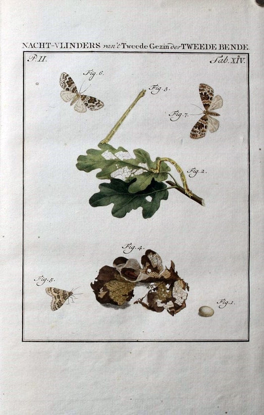 Beschouwing der wonderen Gods :.Amsterdam :J.C. Sepp,[1762-1860]. | Entomology Netherlands "University of Illinois Urbana Champaign" | Vintage Print Reproduction 460595