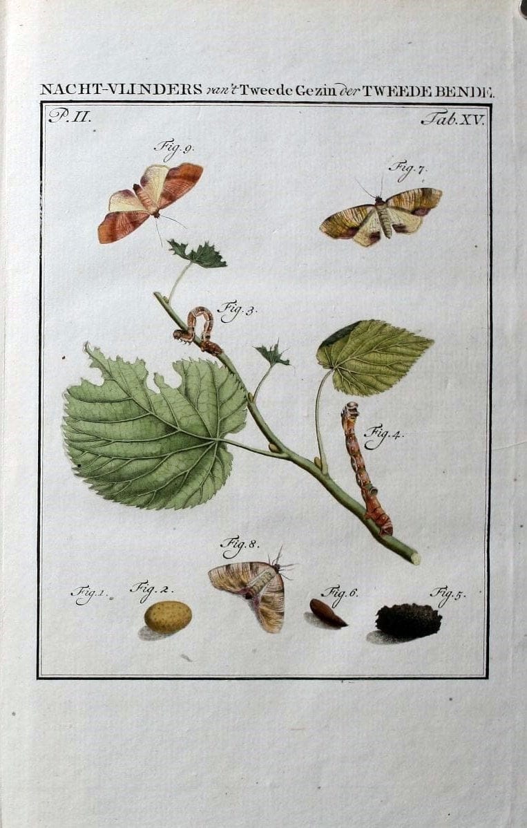 Beschouwing der wonderen Gods :.Amsterdam :J.C. Sepp,[1762-1860]. | Entomology Netherlands "University of Illinois Urbana Champaign" | Vintage Print Reproduction 460596