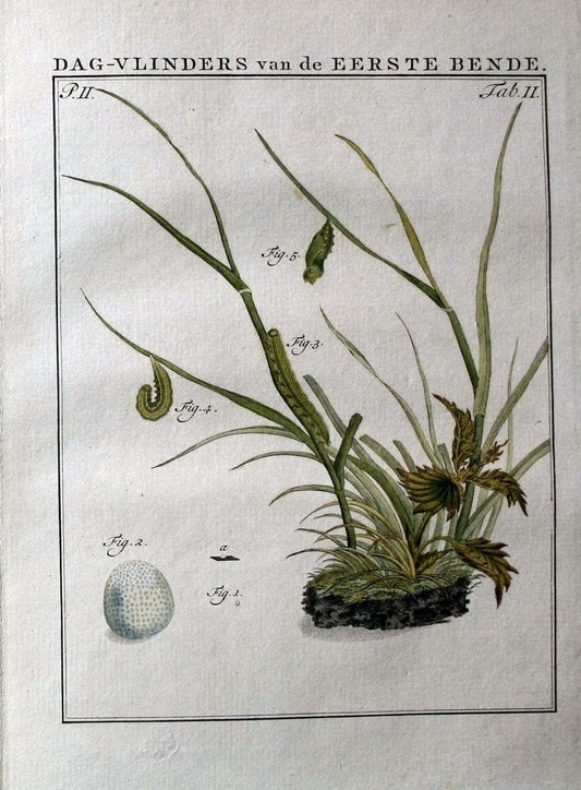 Beschouwing der wonderen Gods :.Amsterdam :J.C. Sepp,[1762-1860]. | Entomology Netherlands "University of Illinois Urbana Champaign" | Vintage Print Reproduction 460597