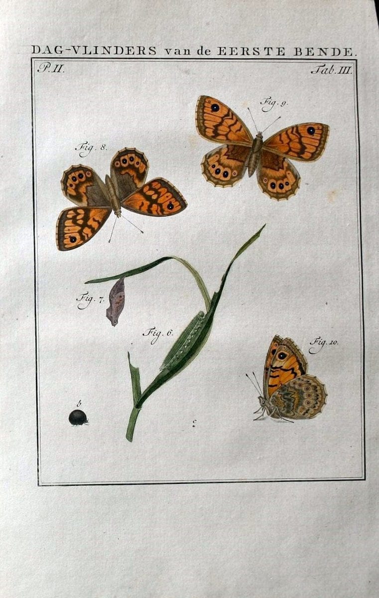 Beschouwing der wonderen Gods :.Amsterdam :J.C. Sepp,[1762-1860]. | Entomology Netherlands "University of Illinois Urbana Champaign" | Vintage Print Reproduction 460598