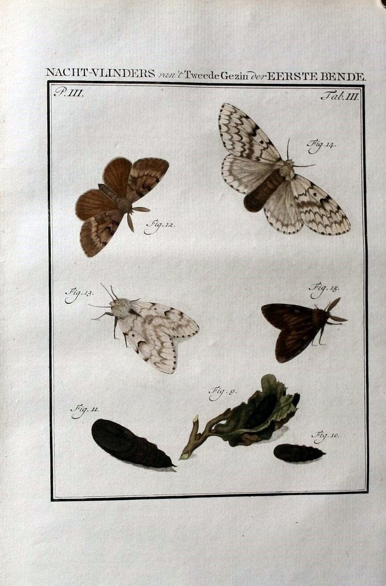 Beschouwing der wonderen Gods :.Amsterdam :J.C. Sepp,[1762-1860]. | Entomology Netherlands "University of Illinois Urbana Champaign" | Vintage Print Reproduction 460600