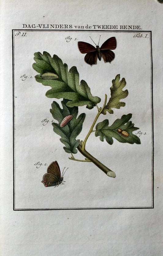 Beschouwing der wonderen Gods :.Amsterdam :J.C. Sepp,[1762-1860]. | Entomology Netherlands "University of Illinois Urbana Champaign" | Vintage Print Reproduction 460601