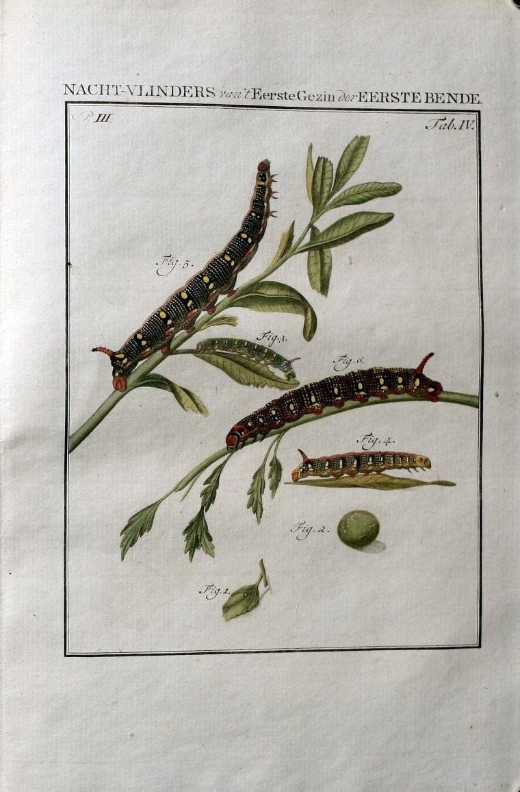 Beschouwing der wonderen Gods :.Amsterdam :J.C. Sepp,[1762-1860]. | Entomology Netherlands "University of Illinois Urbana Champaign" | Vintage Print Reproduction 460602