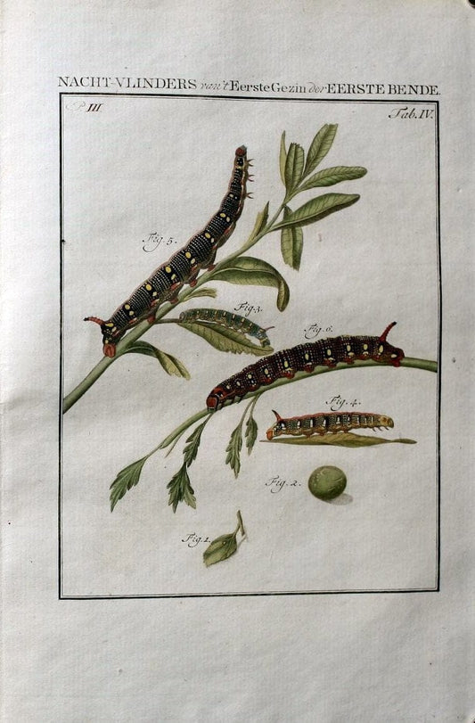 Beschouwing der wonderen Gods :.Amsterdam :J.C. Sepp,[1762-1860]. | Entomology Netherlands "University of Illinois Urbana Champaign" | Vintage Print Reproduction 460602