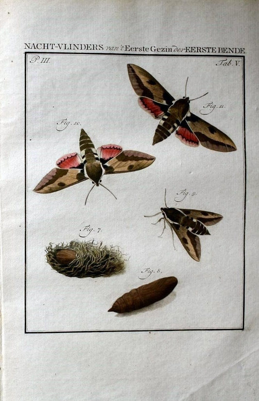 Beschouwing der wonderen Gods :.Amsterdam :J.C. Sepp,[1762-1860]. | Entomology Netherlands "University of Illinois Urbana Champaign" | Vintage Print Reproduction 460603