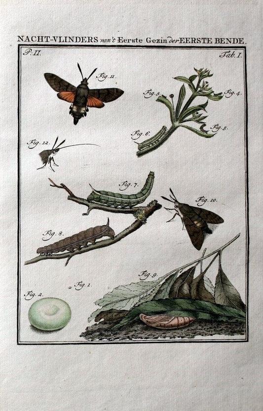 Beschouwing der wonderen Gods :.Amsterdam :J.C. Sepp,[1762-1860]. | Entomology Netherlands "University of Illinois Urbana Champaign" | Vintage Print Reproduction 460604