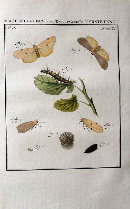Beschouwing der wonderen Gods :.Amsterdam :J.C. Sepp,[1762-1860]. | Entomology Netherlands "University of Illinois Urbana Champaign" | Vintage Print Reproduction 460605