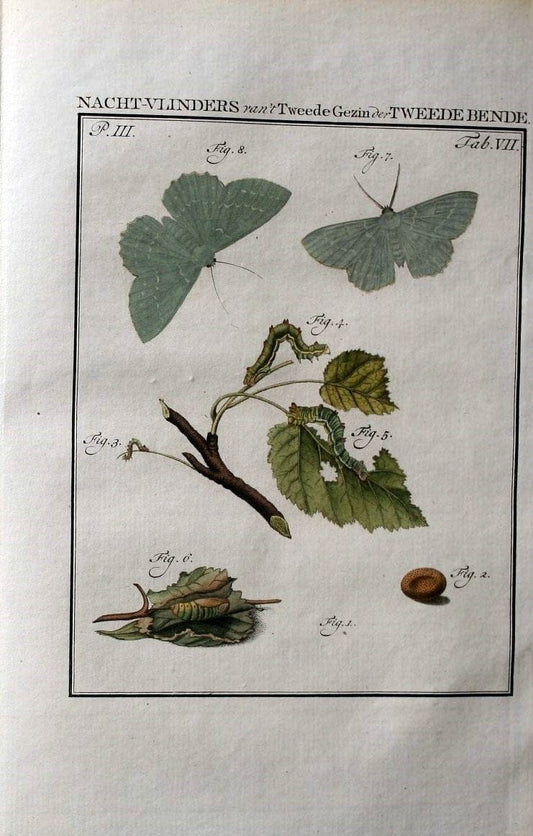 Beschouwing der wonderen Gods :.Amsterdam :J.C. Sepp,[1762-1860]. | Entomology Netherlands "University of Illinois Urbana Champaign" | Vintage Print Reproduction 460606