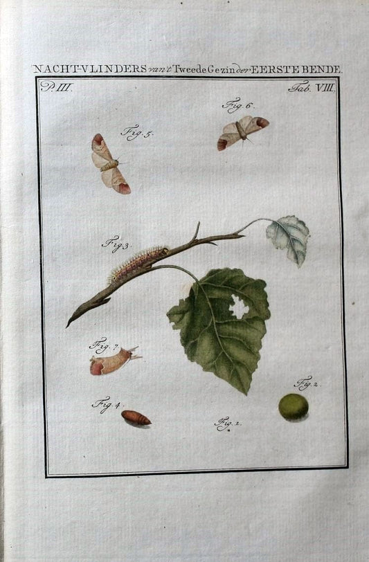 Beschouwing der wonderen Gods :.Amsterdam :J.C. Sepp,[1762-1860]. | Entomology Netherlands "University of Illinois Urbana Champaign" | Vintage Print Reproduction 460608