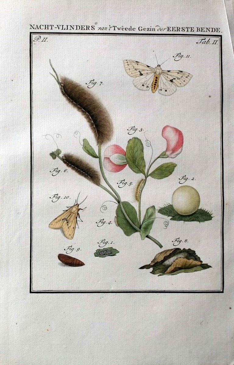 Beschouwing der wonderen Gods :.Amsterdam :J.C. Sepp,[1762-1860]. | Entomology Netherlands "University of Illinois Urbana Champaign" | Vintage Print Reproduction 460609