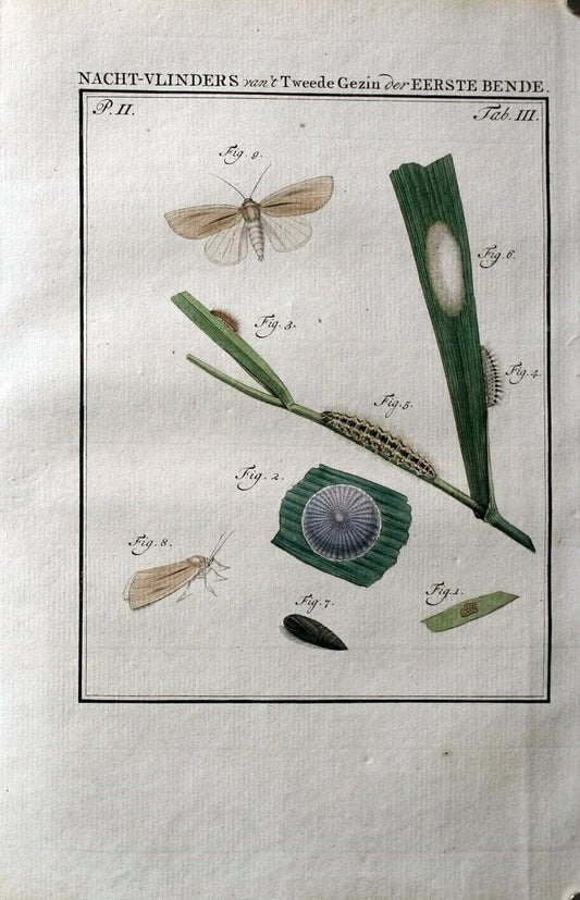 Beschouwing der wonderen Gods :.Amsterdam :J.C. Sepp,[1762-1860]. | Entomology Netherlands "University of Illinois Urbana Champaign" | Vintage Print Reproduction 460613