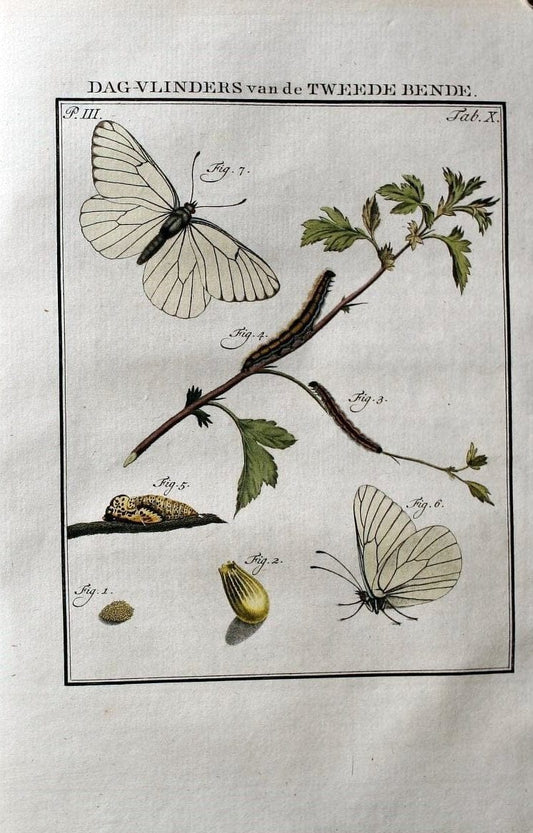 Beschouwing der wonderen Gods :.Amsterdam :J.C. Sepp,[1762-1860]. | Entomology Netherlands "University of Illinois Urbana Champaign" | Vintage Print Reproduction 460614
