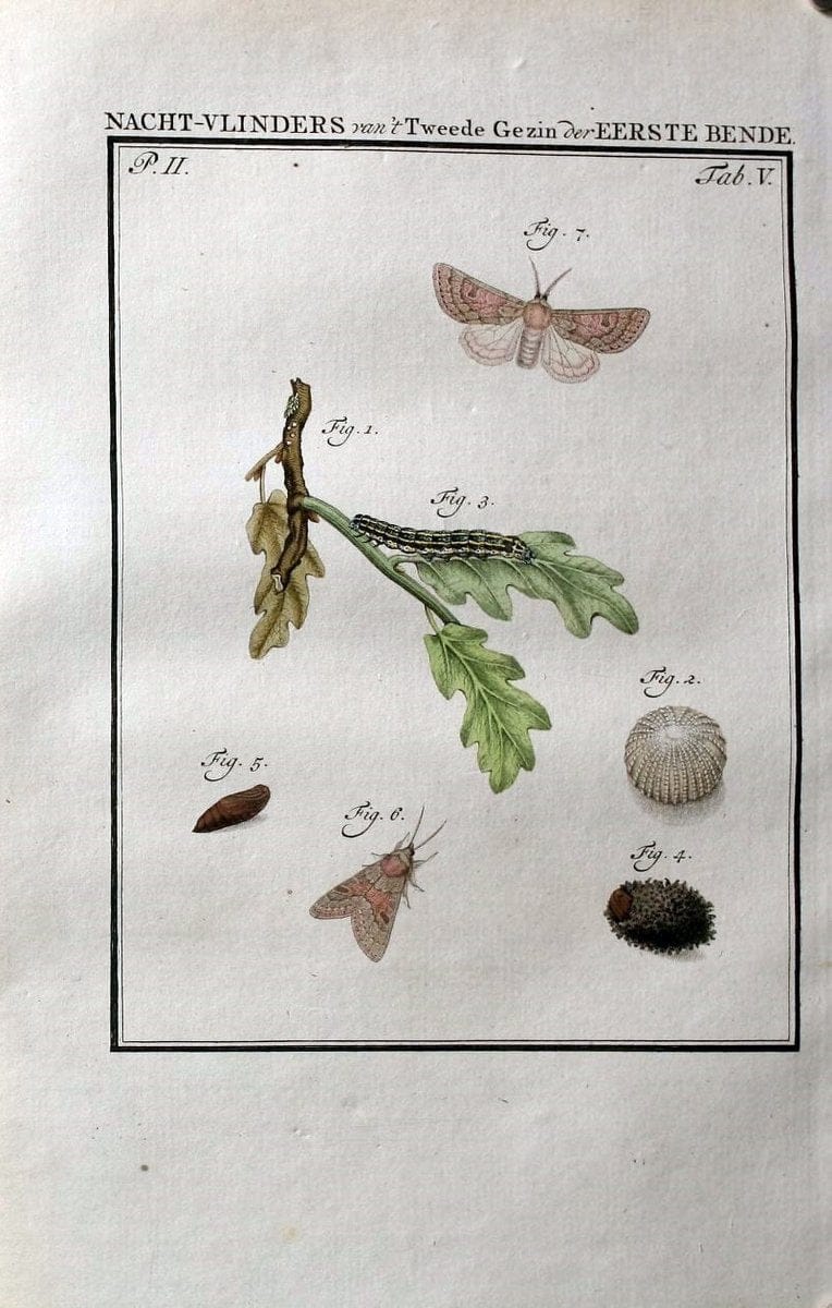 Beschouwing der wonderen Gods :.Amsterdam :J.C. Sepp,[1762-1860]. | Entomology Netherlands "University of Illinois Urbana Champaign" | Vintage Print Reproduction 460617