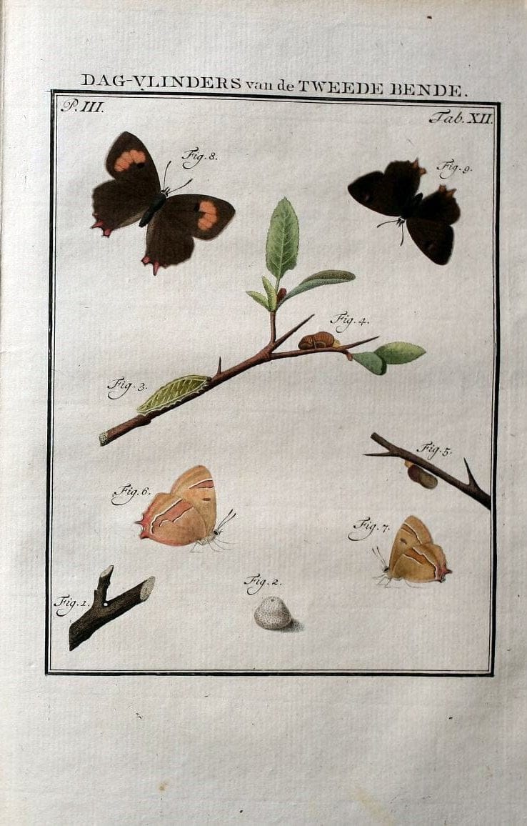 Beschouwing der wonderen Gods :.Amsterdam :J.C. Sepp,[1762-1860]. | Entomology Netherlands "University of Illinois Urbana Champaign" | Vintage Print Reproduction 460618