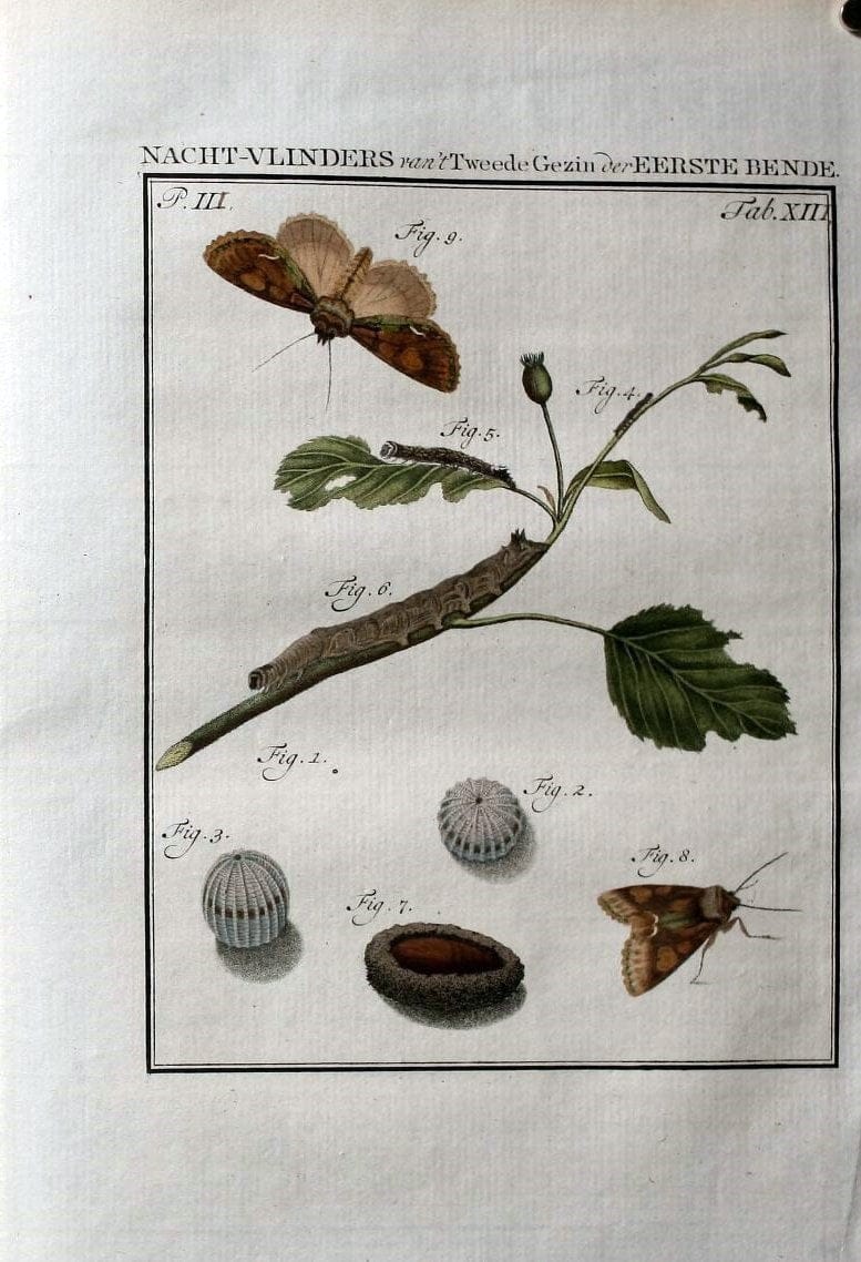Beschouwing der wonderen Gods :.Amsterdam :J.C. Sepp,[1762-1860]. | Entomology Netherlands "University of Illinois Urbana Champaign" | Vintage Print Reproduction 460620