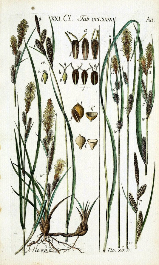 Beschreibung und Abbildung der theils bekannten, theils noch nicht beschriebenen Arten von RiedgrÃ¤sern,.Wittenberg,1801-1806.  | Carex Cyperaceae  | Vintage Print Reproduction 460622