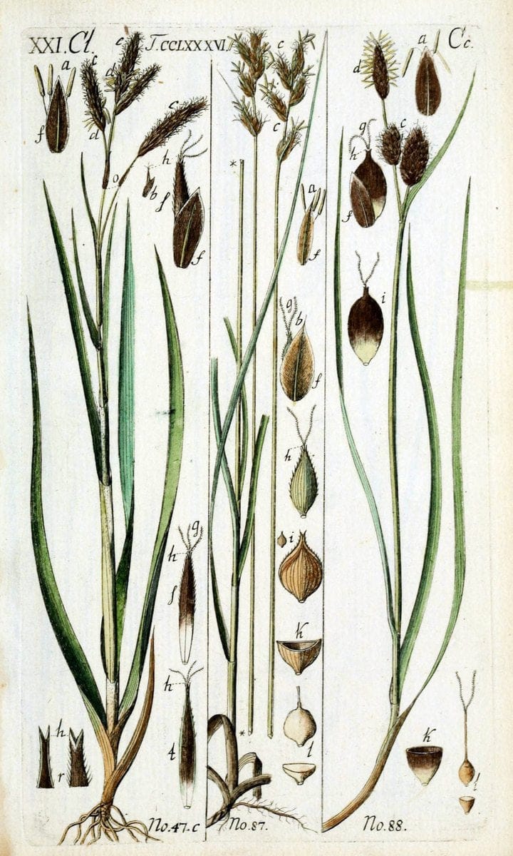 Beschreibung und Abbildung der theils bekannten, theils noch nicht beschriebenen Arten von RiedgrÃ¤sern,.Wittenberg,1801-1806.  | Carex Cyperaceae  | Vintage Print Reproduction 460624