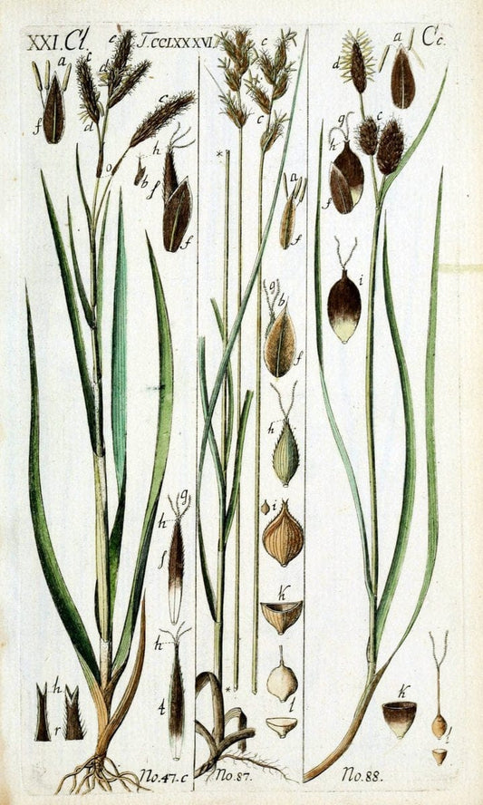 Beschreibung und Abbildung der theils bekannten, theils noch nicht beschriebenen Arten von RiedgrÃ¤sern,.Wittenberg,1801-1806.  | Carex Cyperaceae  | Vintage Print Reproduction 460624