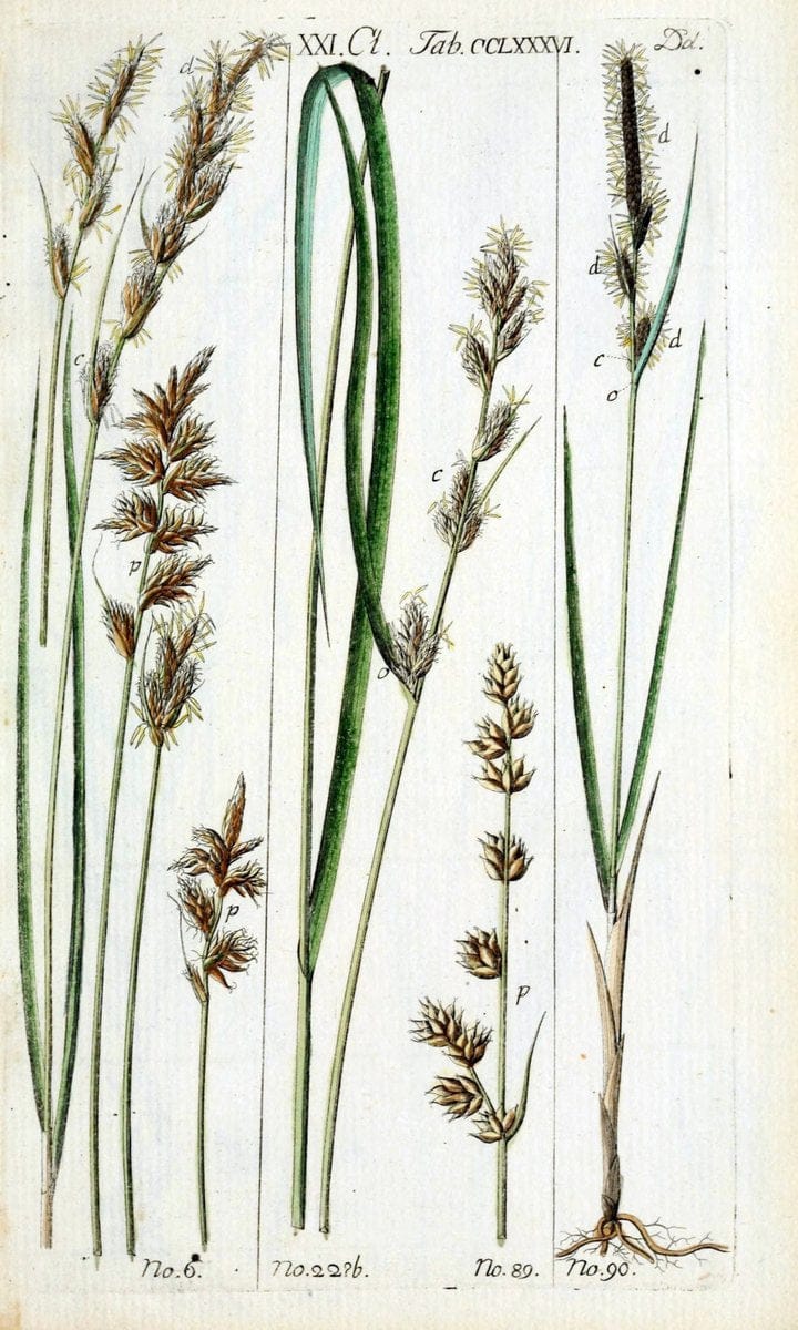 Beschreibung und Abbildung der theils bekannten, theils noch nicht beschriebenen Arten von RiedgrÃ¤sern,.Wittenberg,1801-1806.  | Carex Cyperaceae  | Vintage Print Reproduction 460625