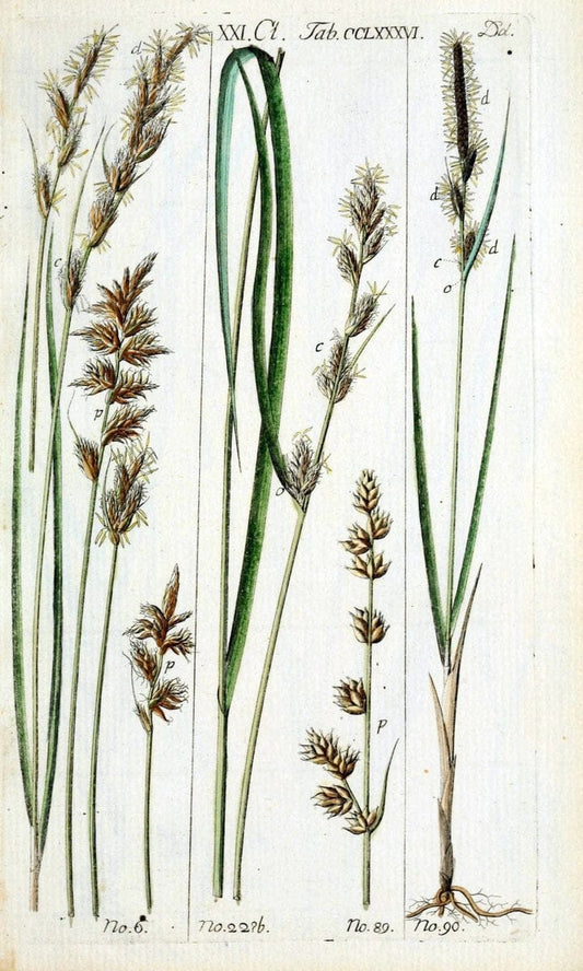 Beschreibung und Abbildung der theils bekannten, theils noch nicht beschriebenen Arten von RiedgrÃ¤sern,.Wittenberg,1801-1806.  | Carex Cyperaceae  | Vintage Print Reproduction 460625