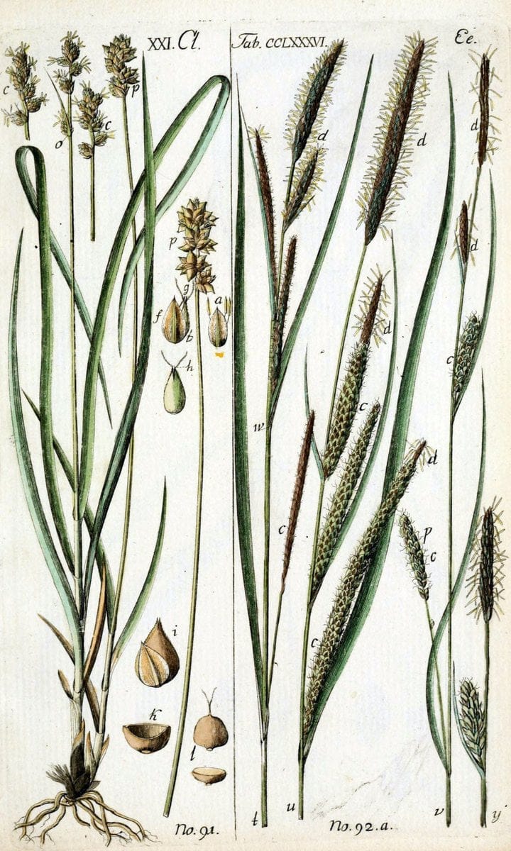 Beschreibung und Abbildung der theils bekannten, theils noch nicht beschriebenen Arten von RiedgrÃ¤sern,.Wittenberg,1801-1806.  | Carex Cyperaceae  | Vintage Print Reproduction 460626