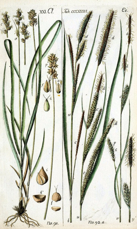 Beschreibung und Abbildung der theils bekannten, theils noch nicht beschriebenen Arten von RiedgrÃ¤sern,.Wittenberg,1801-1806.  | Carex Cyperaceae  | Vintage Print Reproduction 460626