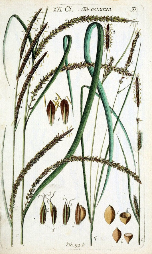 Beschreibung und Abbildung der theils bekannten, theils noch nicht beschriebenen Arten von RiedgrÃ¤sern,.Wittenberg,1801-1806.  | Carex Cyperaceae  | Vintage Print Reproduction 460627