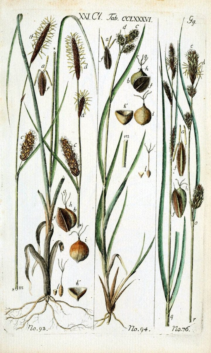 Beschreibung und Abbildung der theils bekannten, theils noch nicht beschriebenen Arten von RiedgrÃ¤sern,.Wittenberg,1801-1806.  | Carex Cyperaceae  | Vintage Print Reproduction 460628