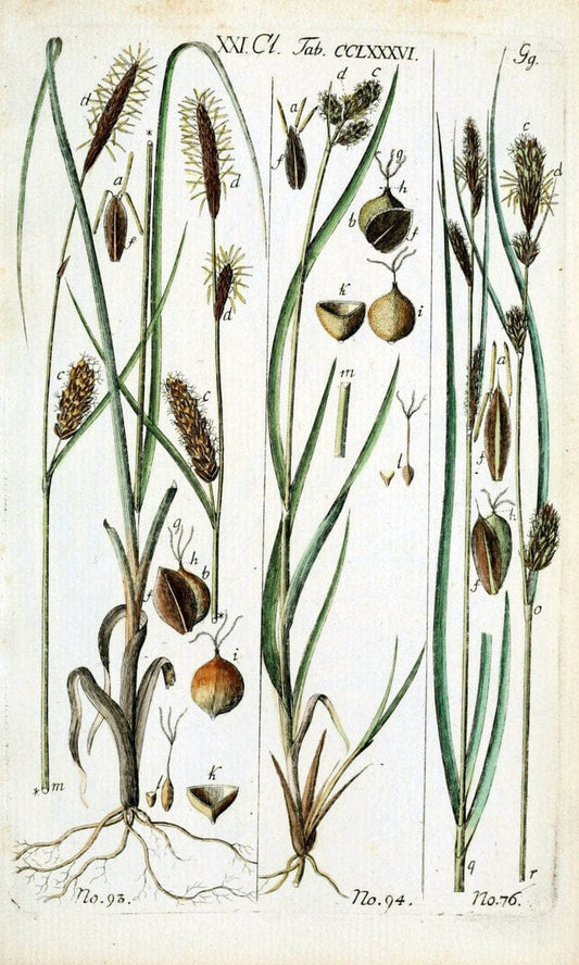 Beschreibung und Abbildung der theils bekannten, theils noch nicht beschriebenen Arten von RiedgrÃ¤sern,.Wittenberg,1801-1806.  | Carex Cyperaceae  | Vintage Print Reproduction 460628