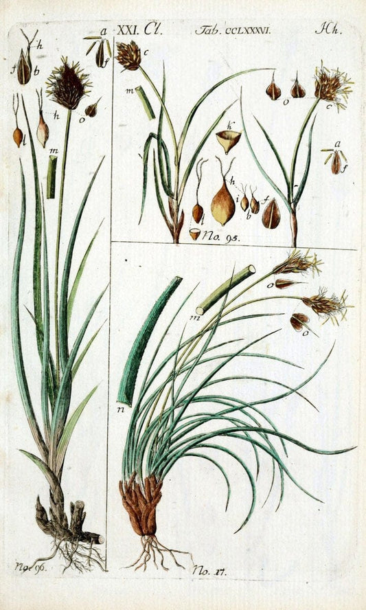 Beschreibung und Abbildung der theils bekannten, theils noch nicht beschriebenen Arten von RiedgrÃ¤sern,.Wittenberg,1801-1806.  | Carex Cyperaceae  | Vintage Print Reproduction 460629