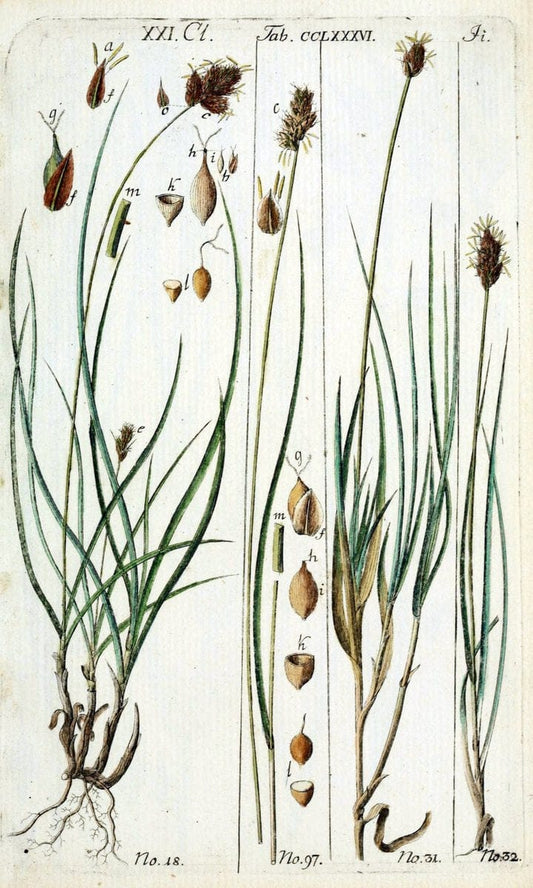 Beschreibung und Abbildung der theils bekannten, theils noch nicht beschriebenen Arten von RiedgrÃ¤sern,.Wittenberg,1801-1806.  | Carex Cyperaceae  | Vintage Print Reproduction 460630