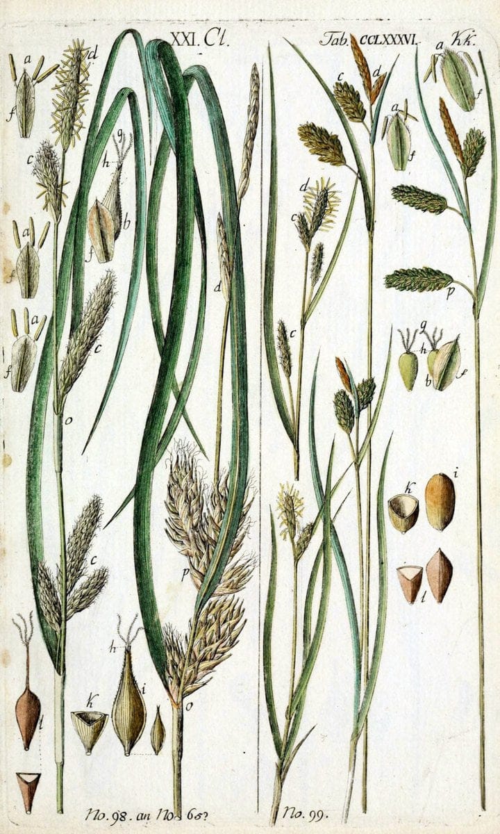 Beschreibung und Abbildung der theils bekannten, theils noch nicht beschriebenen Arten von RiedgrÃ¤sern,.Wittenberg,1801-1806.  | Carex Cyperaceae  | Vintage Print Reproduction 460631