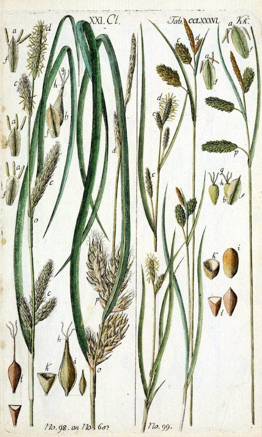 Beschreibung und Abbildung der theils bekannten, theils noch nicht beschriebenen Arten von RiedgrÃ¤sern,.Wittenberg,1801-1806.  | Carex Cyperaceae  | Vintage Print Reproduction 460631