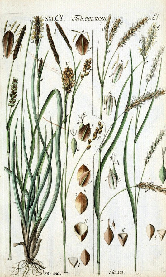 Beschreibung und Abbildung der theils bekannten, theils noch nicht beschriebenen Arten von RiedgrÃ¤sern,.Wittenberg,1801-1806.  | Carex Cyperaceae  | Vintage Print Reproduction 460632