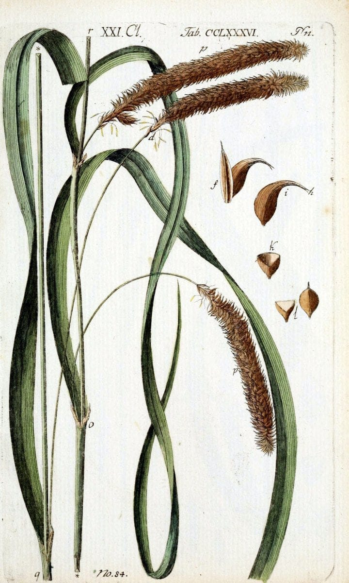 Beschreibung und Abbildung der theils bekannten, theils noch nicht beschriebenen Arten von RiedgrÃ¤sern,.Wittenberg,1801-1806.  | Carex Cyperaceae  | Vintage Print Reproduction 460634