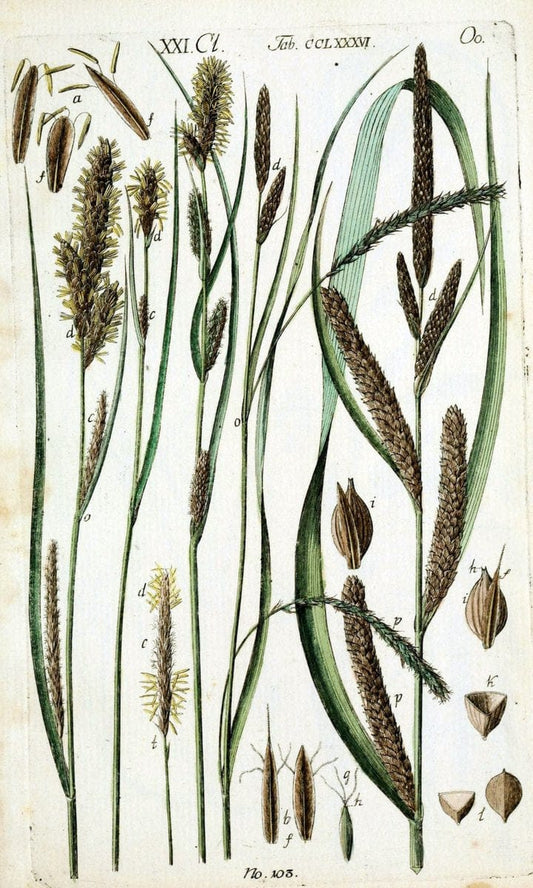 Beschreibung und Abbildung der theils bekannten, theils noch nicht beschriebenen Arten von RiedgrÃ¤sern,.Wittenberg,1801-1806.  | Carex Cyperaceae  | Vintage Print Reproduction 460635