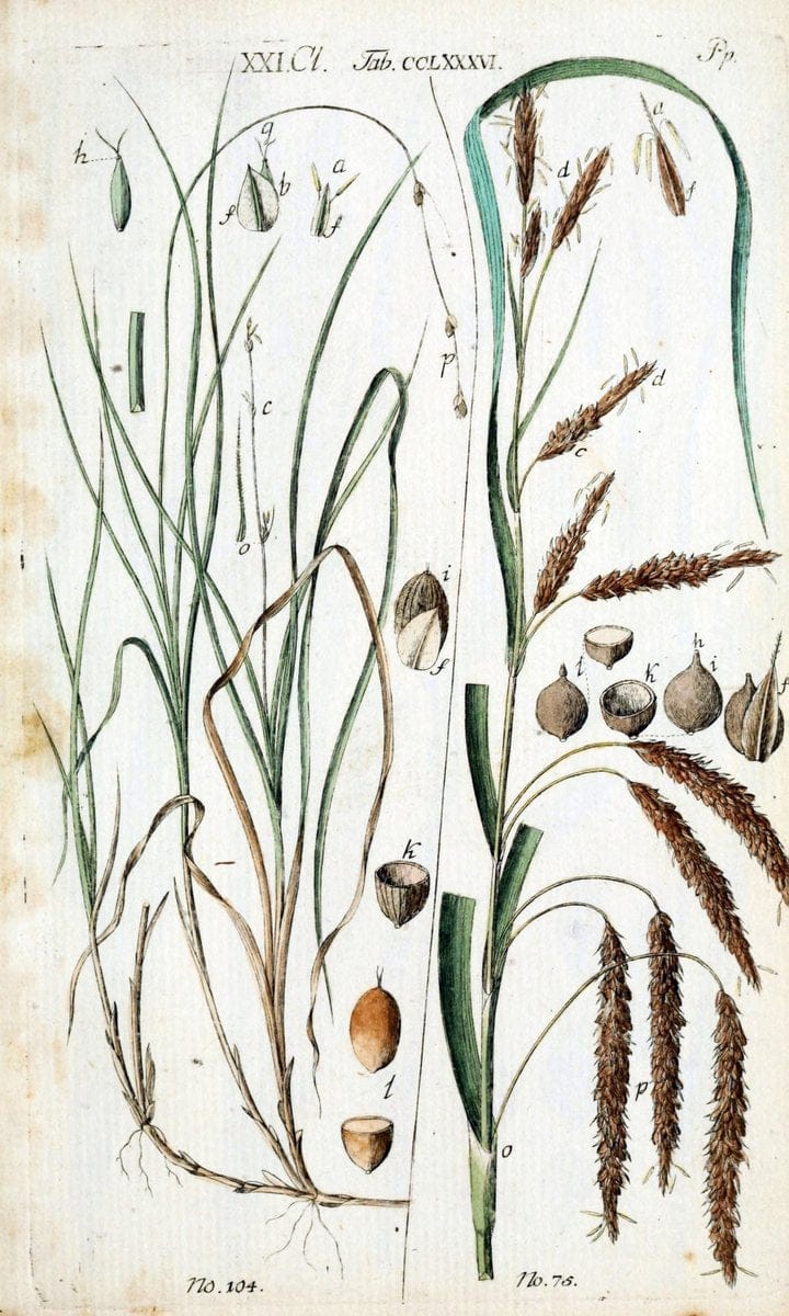 Beschreibung und Abbildung der theils bekannten, theils noch nicht beschriebenen Arten von RiedgrÃ¤sern,.Wittenberg,1801-1806.  | Carex Cyperaceae  | Vintage Print Reproduction 460636
