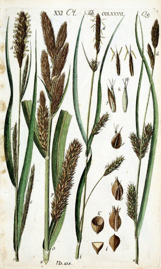 Beschreibung und Abbildung der theils bekannten, theils noch nicht beschriebenen Arten von RiedgrÃ¤sern,.Wittenberg,1801-1806.  | Carex Cyperaceae  | Vintage Print Reproduction 460637